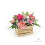 Sunshine Gerbera Paradise Planter MFB 106